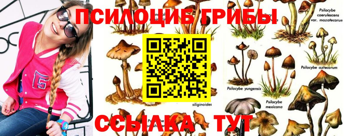 Псилоцибиновые грибы мицелий  купить закладку  Балтийск  Вход с VPN 